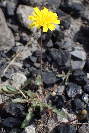 Crepis capillaris \ Kleink�pfiger Pippau, Kleinbl�tiger Pippau / Smooth Hawk's-Beard, D Dorsten 20.6.2022