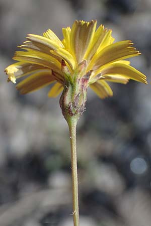 Crepis capillaris \ Kleink�pfiger Pippau, Kleinbl�tiger Pippau / Smooth Hawk's-Beard, D Dorsten 20.6.2022