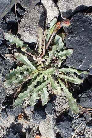 Crepis capillaris \ Kleink�pfiger Pippau, Kleinbl�tiger Pippau / Smooth Hawk's-Beard, D Dorsten 20.6.2022