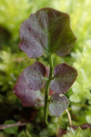 Cardamine corymbosa \ Neuseel�ndisches Schaumkraut / New Zealand Bitter-Cress, D Bochum 16.4.2023