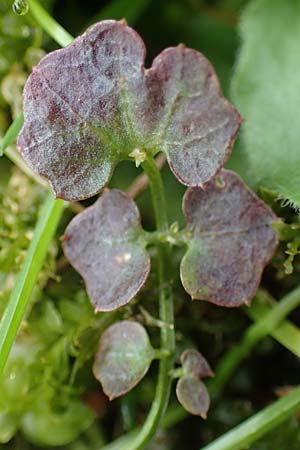 Cardamine corymbosa \ Neuseel�ndisches Schaumkraut / New Zealand Bitter-Cress, D Bochum 16.4.2023