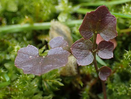 Cardamine corymbosa \ Neuseel�ndisches Schaumkraut / New Zealand Bitter-Cress, D Bochum 16.4.2023