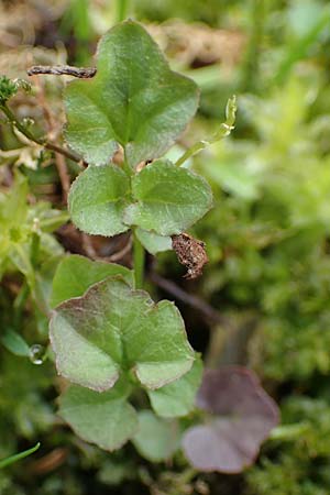 Cardamine corymbosa \ Neuseel�ndisches Schaumkraut / New Zealand Bitter-Cress, D Bochum 16.4.2023