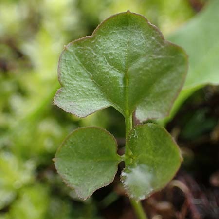 Cardamine corymbosa \ Neuseel�ndisches Schaumkraut / New Zealand Bitter-Cress, D Bochum 16.4.2023