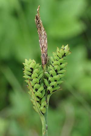Carex cespitosa \ Rasen-Segge / Hassock Grass, D Walld&uuml;rn 20.5.2023