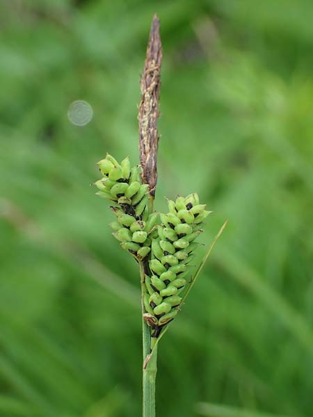Carex cespitosa \ Rasen-Segge / Hassock Grass, D Walld&uuml;rn 20.5.2023