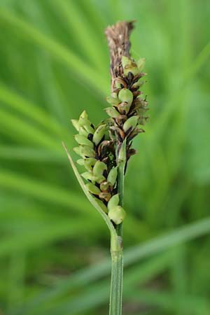 Carex cespitosa \ Rasen-Segge / Hassock Grass, D Walld&uuml;rn 20.5.2023