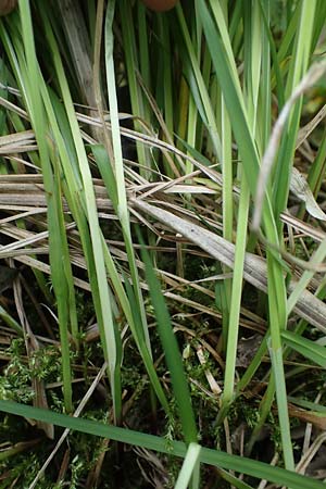Carex cespitosa \ Rasen-Segge / Hassock Grass, D Walld&uuml;rn 20.5.2023