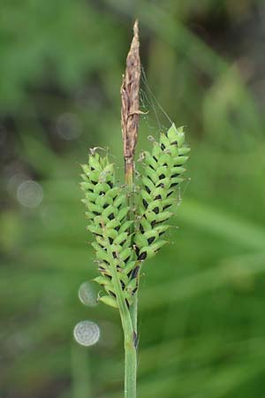 Carex cespitosa \ Rasen-Segge / Hassock Grass, D Walld&uuml;rn 20.5.2023