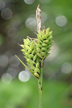 Carex cespitosa \ Rasen-Segge / Hassock Grass, D Walld&uuml;rn 20.5.2023