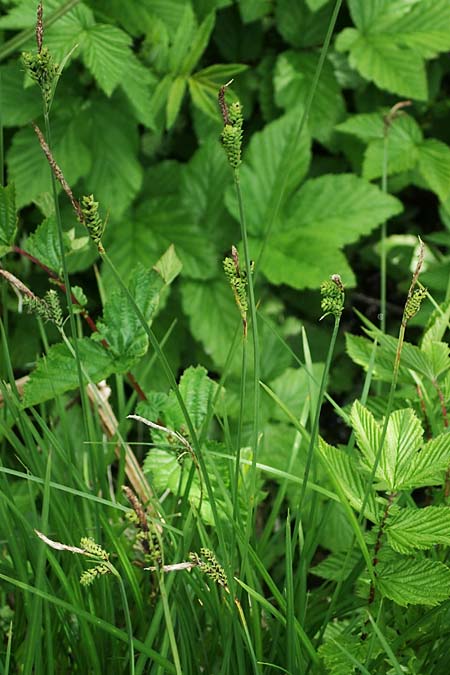 Carex cespitosa \ Rasen-Segge / Hassock Grass, D Walld&uuml;rn 20.5.2023