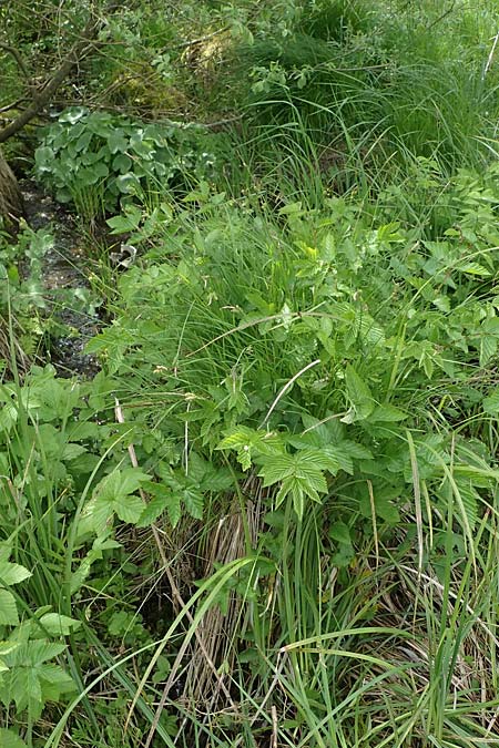 Carex cespitosa \ Rasen-Segge / Hassock Grass, D Walld&uuml;rn 20.5.2023