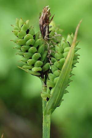 Carex cespitosa \ Rasen-Segge / Hassock Grass, D Walld&uuml;rn 20.5.2023