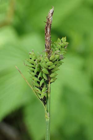 Carex cespitosa \ Rasen-Segge / Hassock Grass, D Walld&uuml;rn 20.5.2023
