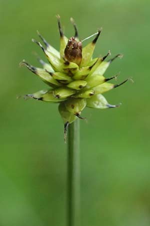 Carex capitata \ Kopf-Segge / Head Sedge, D  20.5.2023
