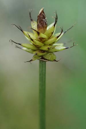 Carex capitata \ Kopf-Segge / Head Sedge, D  20.5.2023