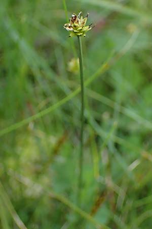 Carex capitata \ Kopf-Segge / Head Sedge, D  20.5.2023