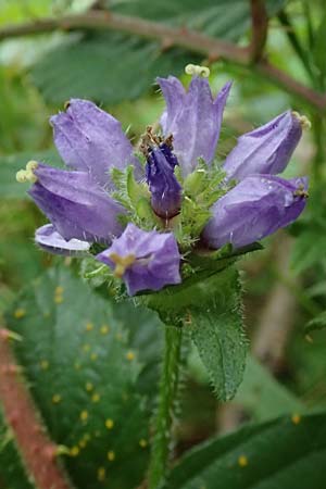 Campanula cervicaria \ Borstige Glockenblume / Bristly Bellflower, D Weinheim an der Bergstra&szlig;e 21.7.2024