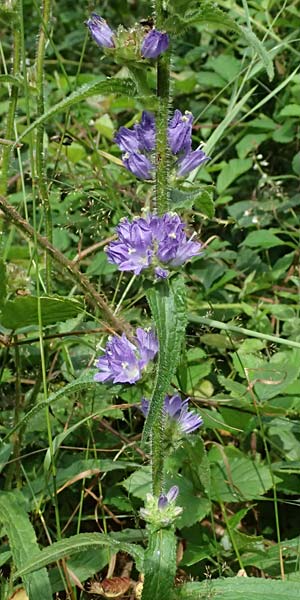 Campanula cervicaria \ Borstige Glockenblume / Bristly Bellflower, D Weinheim an der Bergstra&szlig;e 21.7.2024