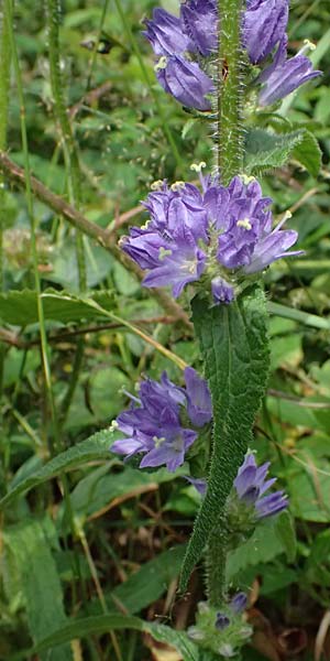 Campanula cervicaria \ Borstige Glockenblume / Bristly Bellflower, D Weinheim an der Bergstra&szlig;e 21.7.2024
