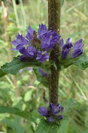 Campanula cervicaria \ Borstige Glockenblume / Bristly Bellflower, D Weinheim an der Bergstra&szlig;e 21.7.2024