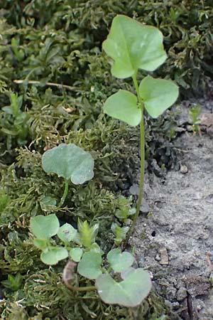 Cardamine corymbosa \ Neuseel�ndisches Schaumkraut / New Zealand Bitter-Cress, D Bochum 12.4.2025