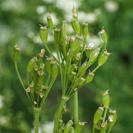 Carum carvi \ Echter K�mmel, Wiesen-K�mmel / Caraway, D Botan. Gar.  Universit.  Ulm 26.5.2025