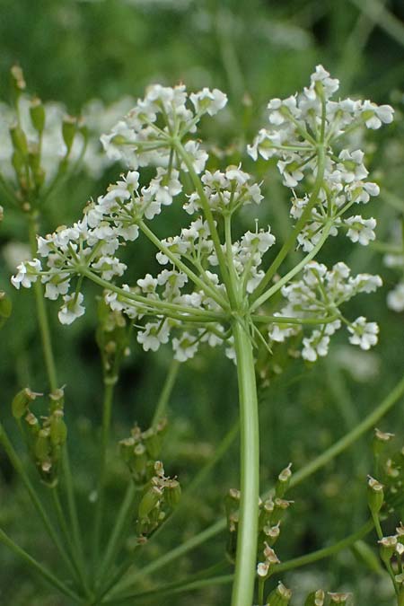 Carum carvi \ Echter K�mmel, Wiesen-K�mmel / Caraway, D Botan. Gar.  Universit.  Ulm 26.5.2025