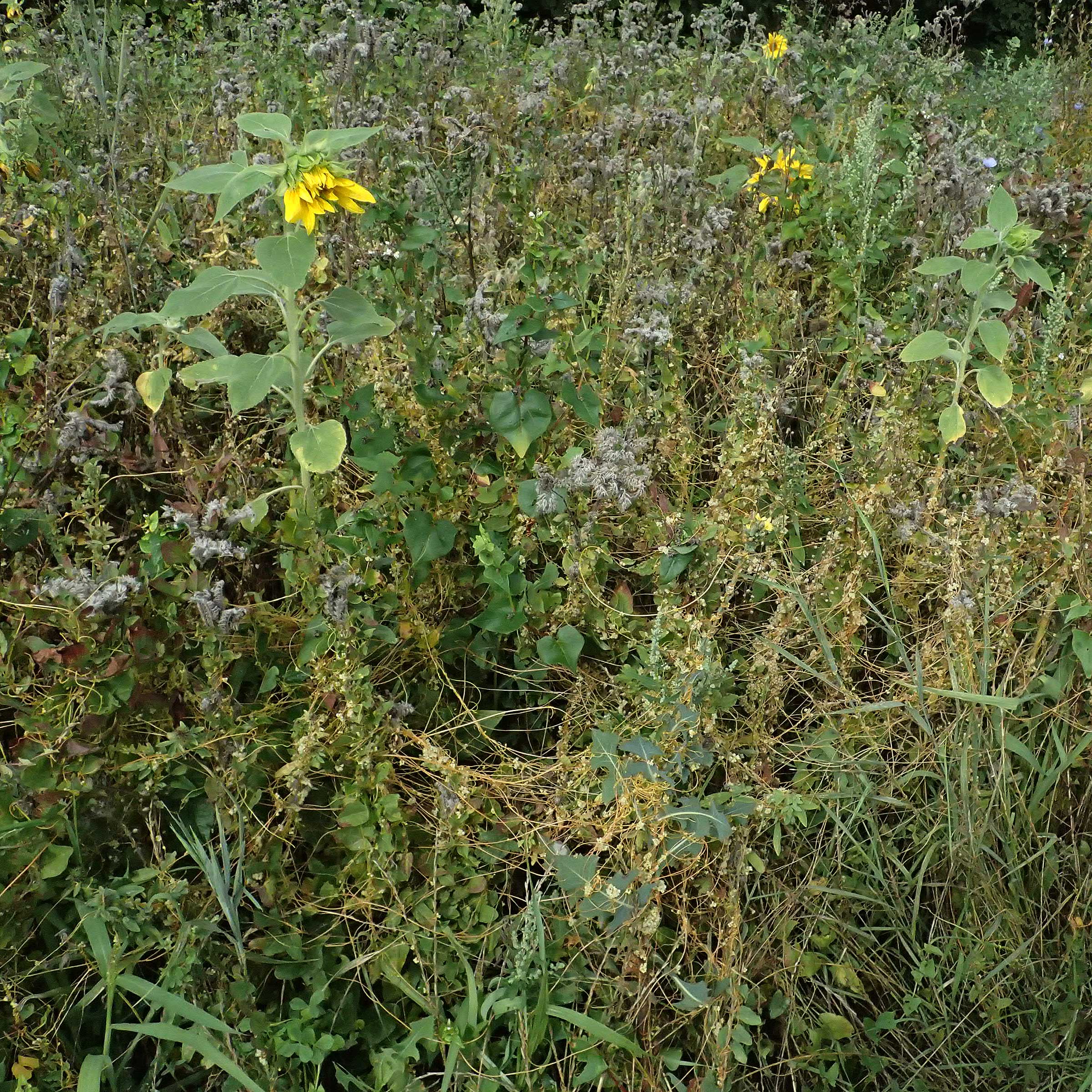 Cuscuta campestris \ Amerikanische Seide / Yellow Dodder, D Wiesloch 31.7.2025