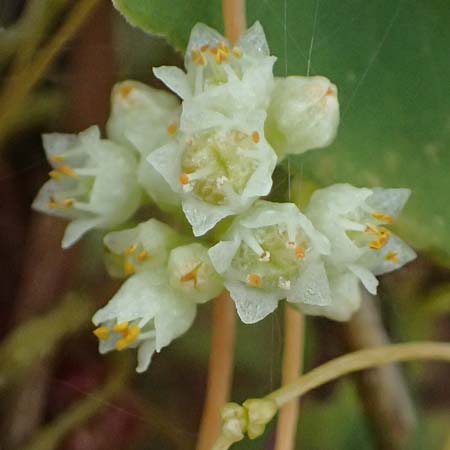 Cuscuta campestris \ Amerikanische Seide / Yellow Dodder, D Wiesloch 31.7.2025