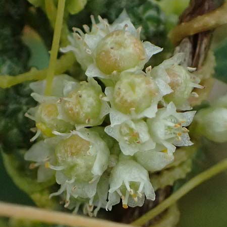 Cuscuta campestris \ Amerikanische Seide / Yellow Dodder, D Wiesloch 31.7.2025