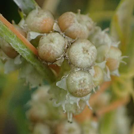 Cuscuta campestris \ Amerikanische Seide / Yellow Dodder, D Wiesloch 31.7.2025