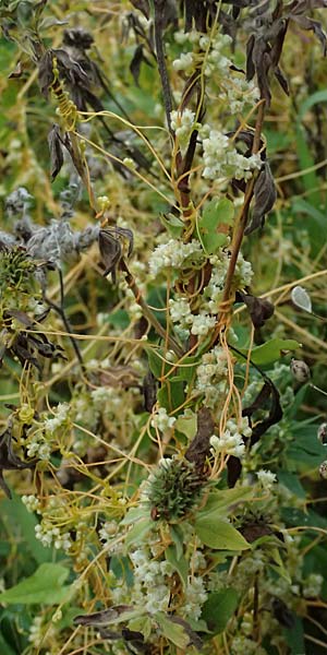 Cuscuta campestris \ Amerikanische Seide / Yellow Dodder, D Wiesloch 31.7.2025