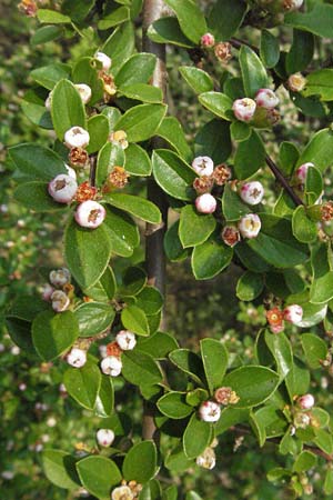 Cotoneaster divaricatus \ Sparrige Zwergmispel, Gl�nzende Zwergmispel / Spreading Cotoneaster, D Mannheim 29.4.2007