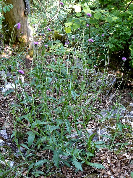 Carduus defloratus \ Alpen-Distel / Alpine Thistle, D Fridingen 3.6.2015