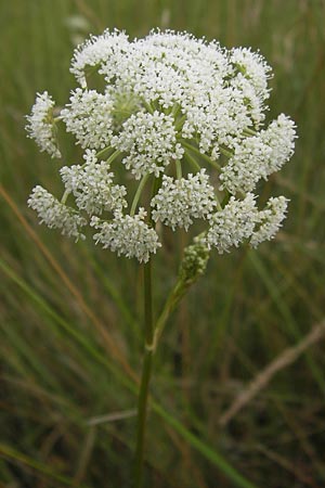 Cnidium dubium \ Sumpf-Brenndolde / Cnidium dubium, D Pfalz, Speyer 20.8.2012