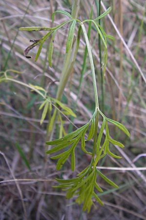 Cnidium dubium \ Sumpf-Brenndolde / Cnidium dubium, D Pfalz, Speyer 20.8.2012