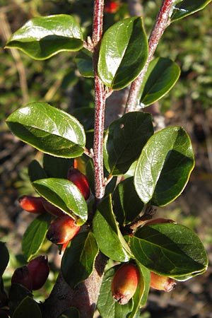 Cotoneaster divaricatus \ Sparrige Zwergmispel, Gl�nzende Zwergmispel / Spreading Cotoneaster, D Mannheim 4.9.2013