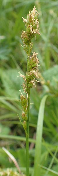 Carex divulsa \ Unterbrochen�hrige Segge / Berkeley Sedge, European Grey Sedge, D Weinheim an der Bergstra&szlig;e, Botan. Gar.  Hermannshof 1.5.2016