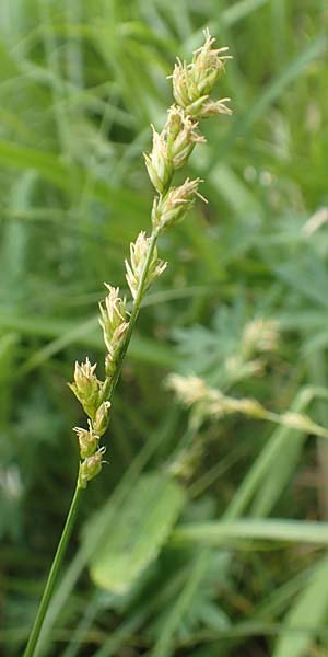 Carex divulsa \ Unterbrochen�hrige Segge / Berkeley Sedge, European Grey Sedge, D Weinheim an der Bergstra&szlig;e, Botan. Gar.  Hermannshof 1.5.2016