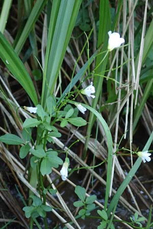 Cardamine dentata \ Zahn-Schaumkraut / White Cuckoo Bitter-Cress, D Schwarzwald/Black-Forest, Alpirsbach 9.6.2016