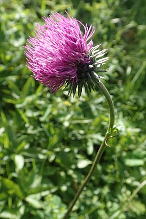 Carduus defloratus \ Alpen-Distel / Alpine Thistle, D Pfronten 28.6.2016