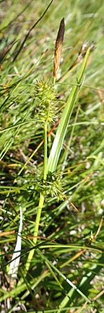 Carex demissa \ Gr�n-Segge / Common Yellow Sedge, D Schwarzwald/Black-Forest, Feldberg 10.7.2016