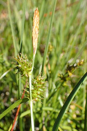 Carex demissa \ Gr�n-Segge / Common Yellow Sedge, D Schwarzwald/Black-Forest, Feldberg 10.7.2016