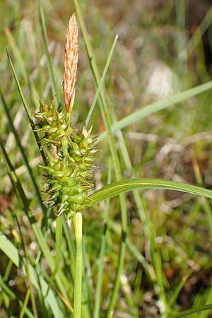 Carex demissa \ Gr�n-Segge / Common Yellow Sedge, D Schwarzwald/Black-Forest, Feldberg 10.7.2016
