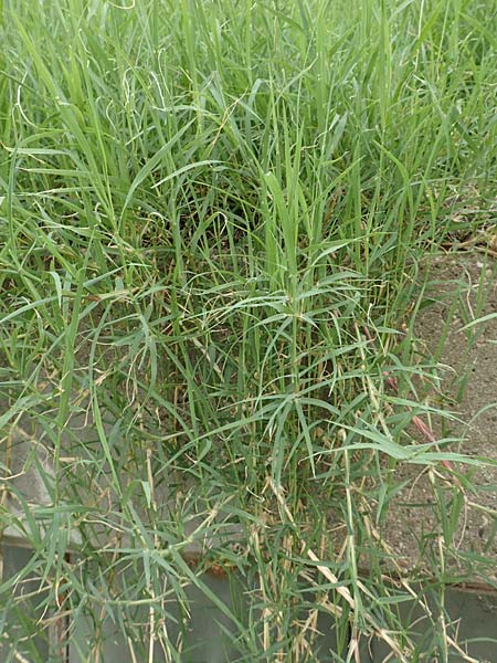 Cynodon dactylon \ Hundszahn-Gras / Bermuda Grass, Cocksfoot Grass, D Mannheim 6.8.2016