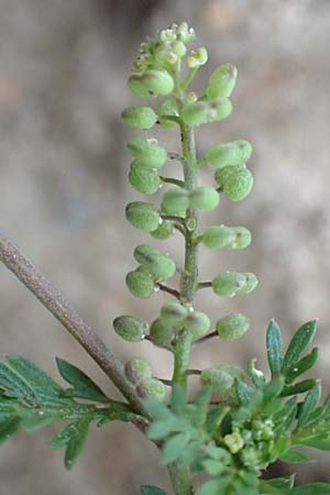 Lepidium didymum \ Zweiknotiger Kr�henfu� / Lesser Swine Cress, D B&uuml;rstadt 30.9.2016