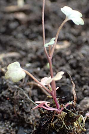 Cardamine occulta \ Japanisches Reisfeld-Schaumkraut / Japanese Rice-Field Bitter-Cress, D Mannheim 6.3.2017