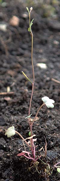 Cardamine occulta \ Japanisches Reisfeld-Schaumkraut / Japanese Rice-Field Bitter-Cress, D Mannheim 6.3.2017