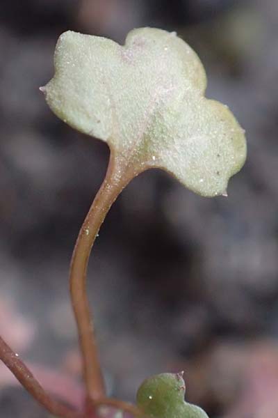 Cardamine occulta \ Japanisches Reisfeld-Schaumkraut / Japanese Rice-Field Bitter-Cress, D Mannheim 6.3.2017